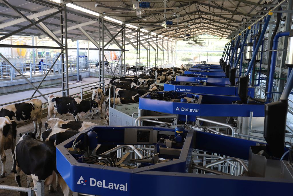 VMS Batch, DeLaval, VMS V300, krowy mleczne, robot udojowy, automatyczny dój, producenci mleka, hodowcy bydła