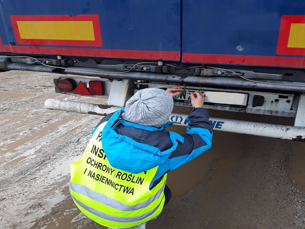 kontrola choinek, drzewka choinkowe, WIORiN Koszalin