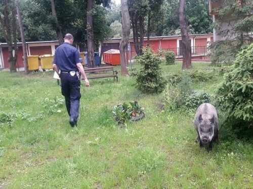 walka z asf w Polsce, Wielkopolska Izba Rolnicza, bioasekuracja