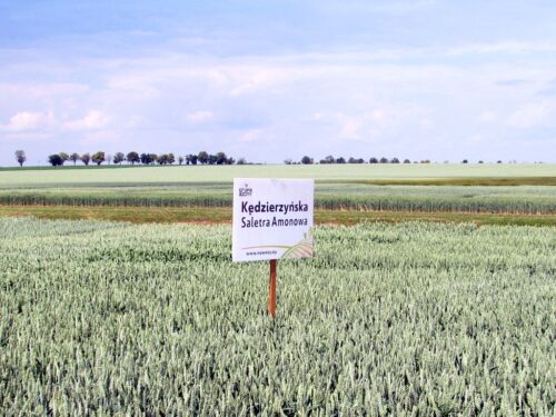 gospdoarstwo, pole, ciąggnik