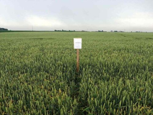 pole, plantacja, kujawsko-pomorskie