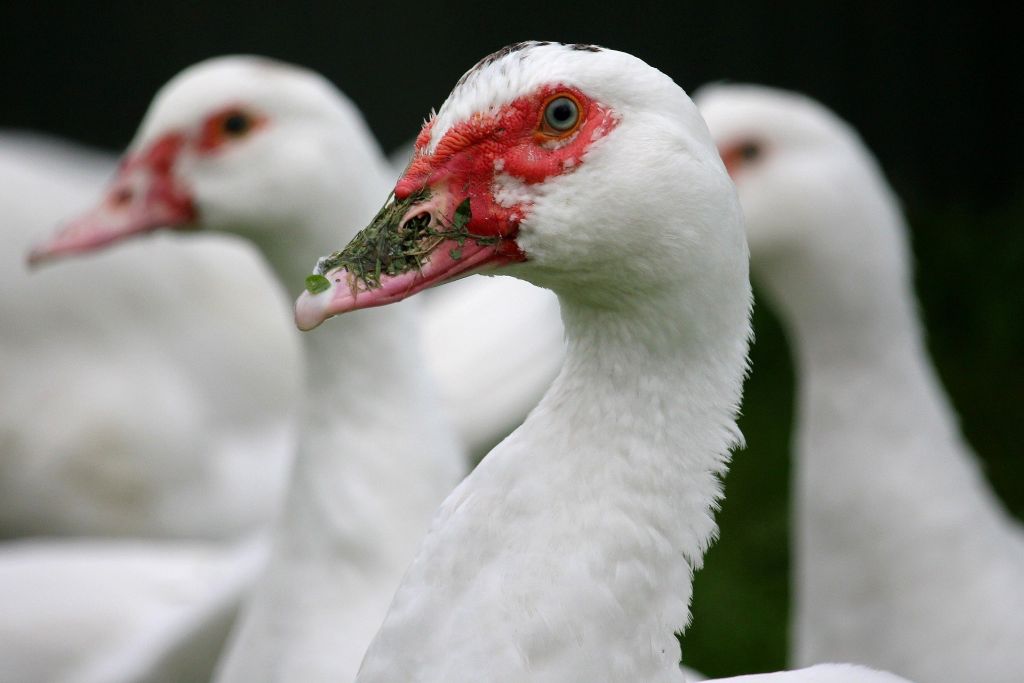 HPAI, grypa ptaków, ognisko HPAI, Inspekcja Weterynaryjna, hodowcy drobiu, bioasekuracja, H5N1, KRD-IG