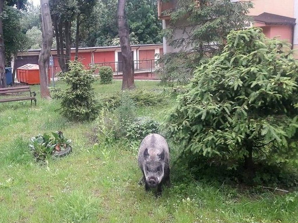 walka z asf w polsce, anna gembicka, ministerstwo rolnictwa, Aplikacja na dziki