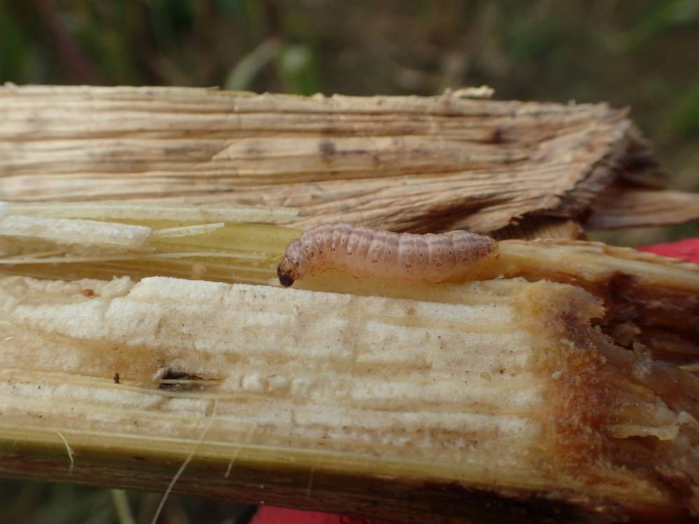 Omacnica prosowianka