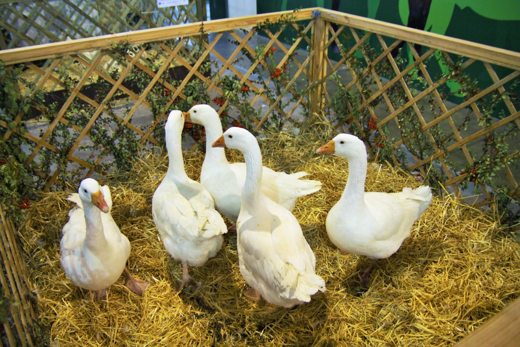 HPAI, grypa ptaków, ognisko HPAI, Inspekcja Weterynaryjna, hodowcy drobiu, bioasekuracja, H5N1, KRD-IG