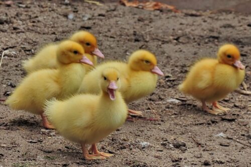 HPAI, grypa ptaków, ognisko HPAI, Inspekcja Weterynaryjna, hodowcy drobiu, bioasekuracja, H5N1, KRD-IG