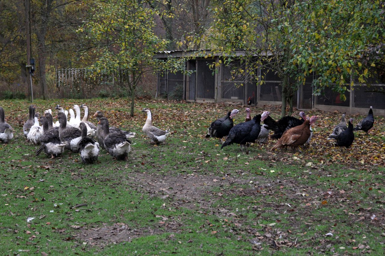 HPAI, grypa ptaków, ognisko HPAI, Inspekcja Weterynaryjna, hodowcy drobiu, bioasekuracja, H5N1, dzikie ptaki