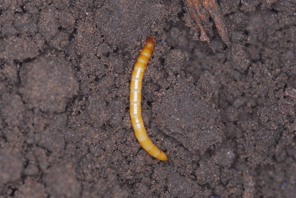 drutowce, gleba