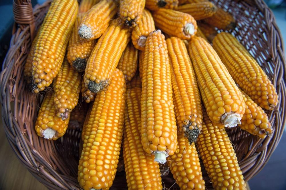 kukurydza