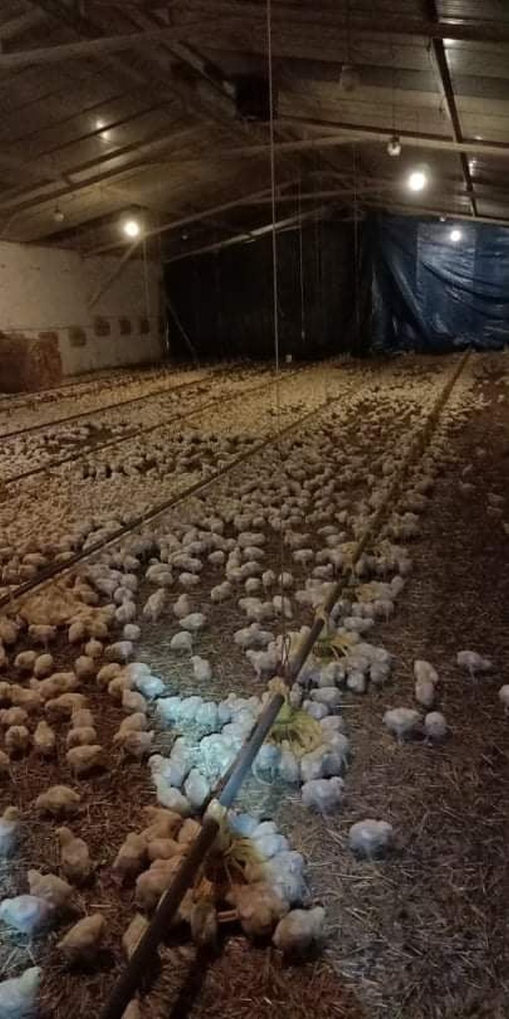 Rajsko, gmina Opatówek, hodowla drobiu, wiatr zerwał dach kurnika