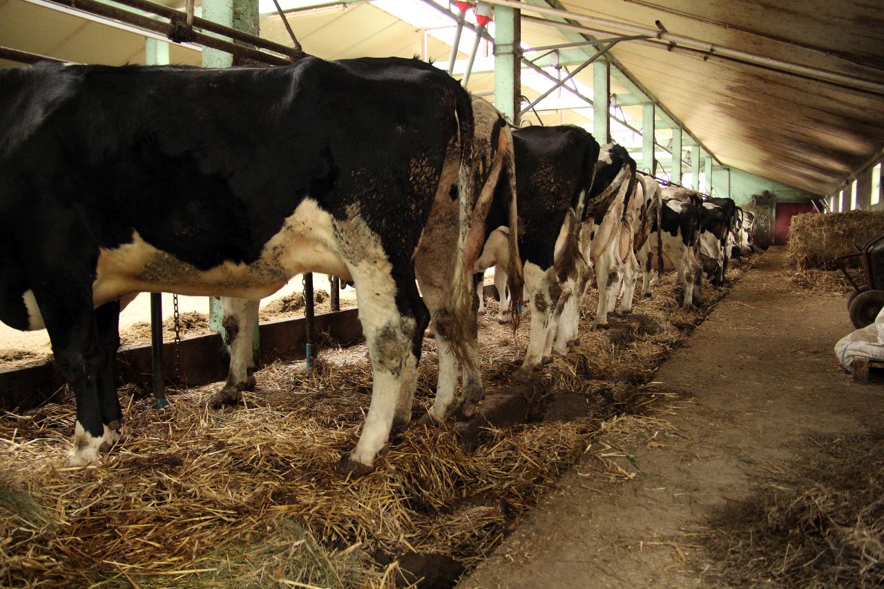 produkcja mleka, hodowla bydła, bydło mleczne, pasza treściwa, melasa, kiszonka z kukurydzy, krowy mleczne, cielęta