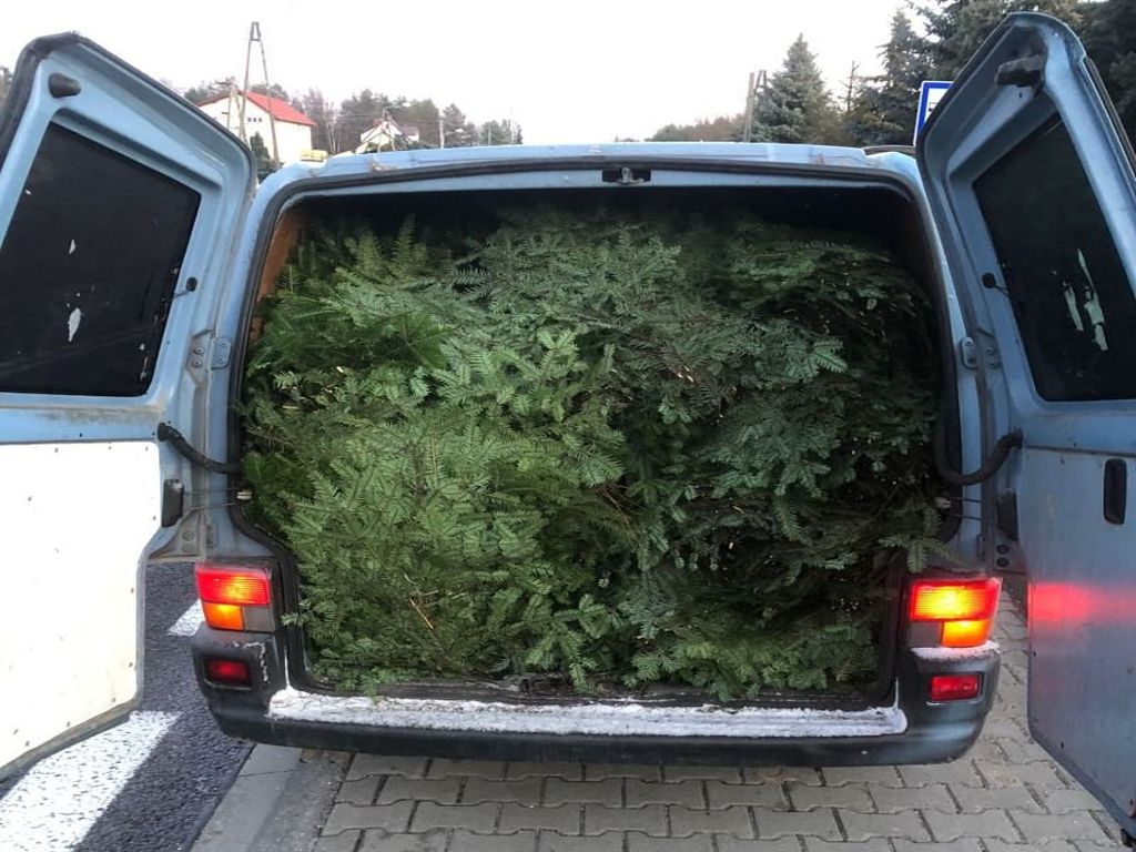 kradzież drewna, Leśnictwo Majdany, Nadleśnictwo Lidzbark, Adam Pietrzak, gmina Bliżyn