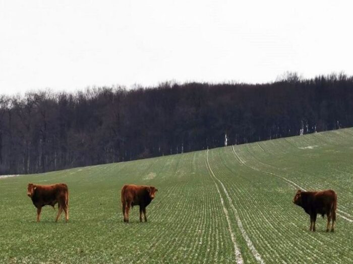 bydło na gigancie, Leśnictwo Telatyn, RDLP Lublin, Marek Dziaduszyński, straż leśna