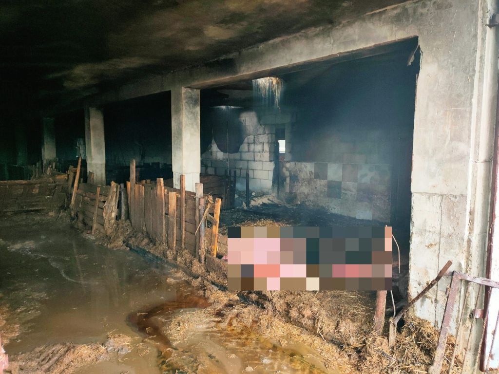 pożar chlewni, hodowla świń, Stara, KM PSP Piotrków Trybunalski