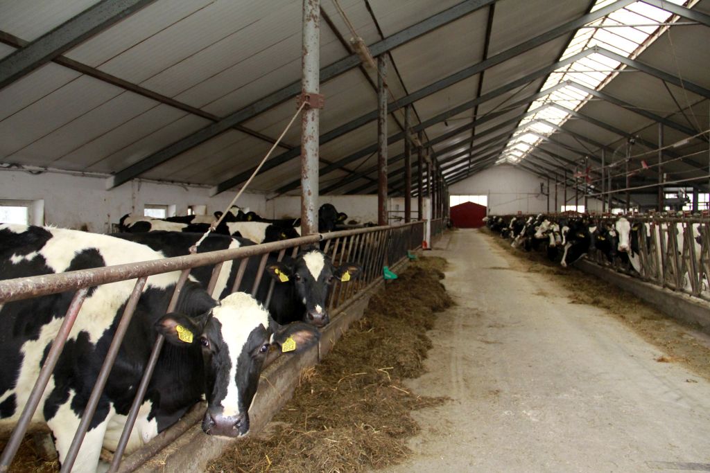 hala karuzelowa Dairymaster, dój krów, karuzela, produkcja mleka,