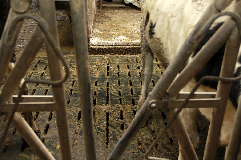 hala karuzelowa Dairymaster, dój krów, karuzela, produkcja mleka,