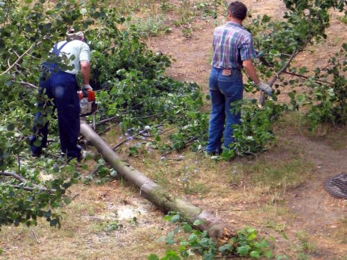 Wycinanie drzew z posesji, gmina wiejska Rudna, działalność rolnicza