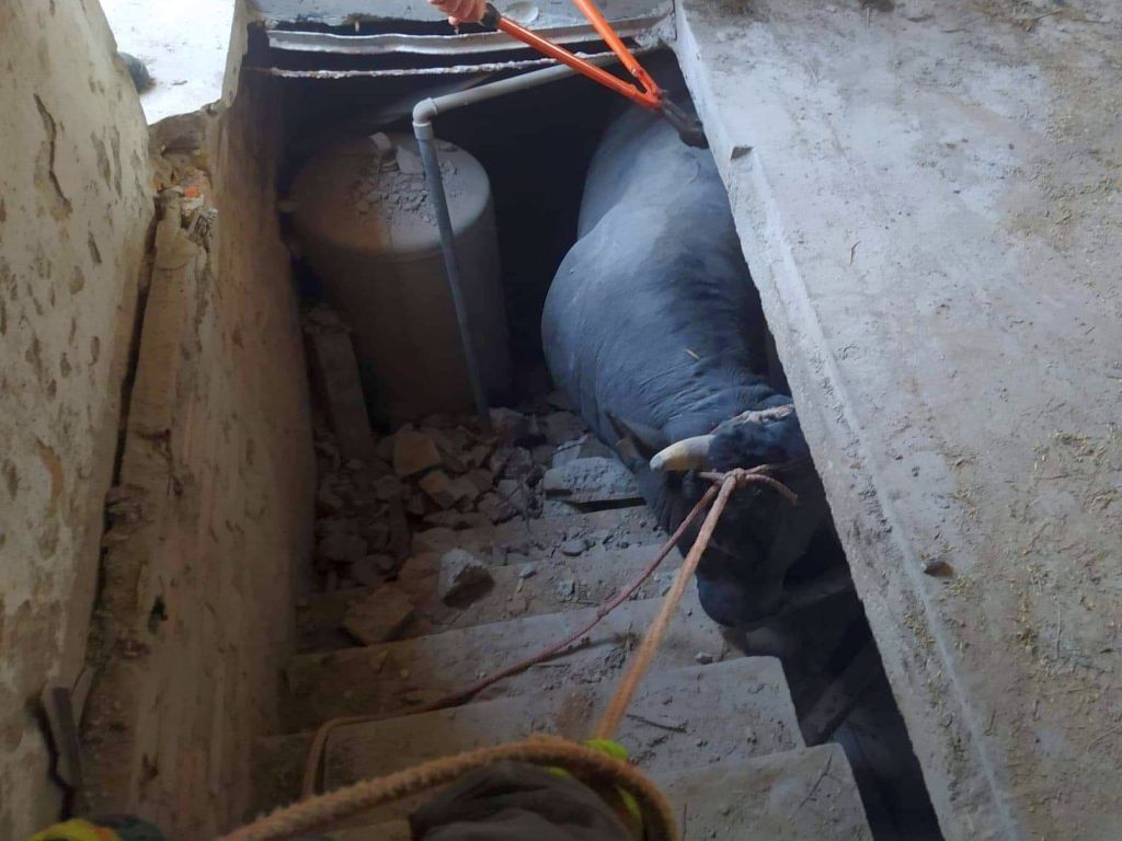 Gierłatowo, byk wpadł do piwnicy, KP PSP Września, OSP Niemce, Zakątek Weteranów