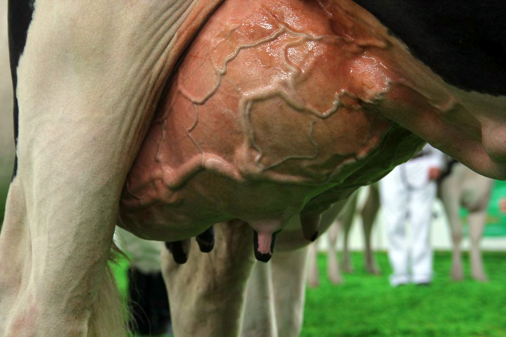 LithaMax2, Timac Agro, bydło mleczne, krowy mleczne, komórki somatyczne, LKS, witamina E, selen, Se organiczny, wymię