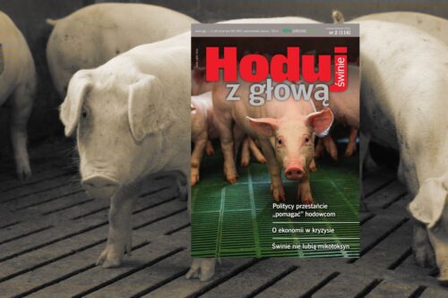 Hoduj z Głową Świnie, trzoda chlewna, maciory, lochy, prosięta, warchlaki, tuczniki, żywiec wieprzowy, chlewnia