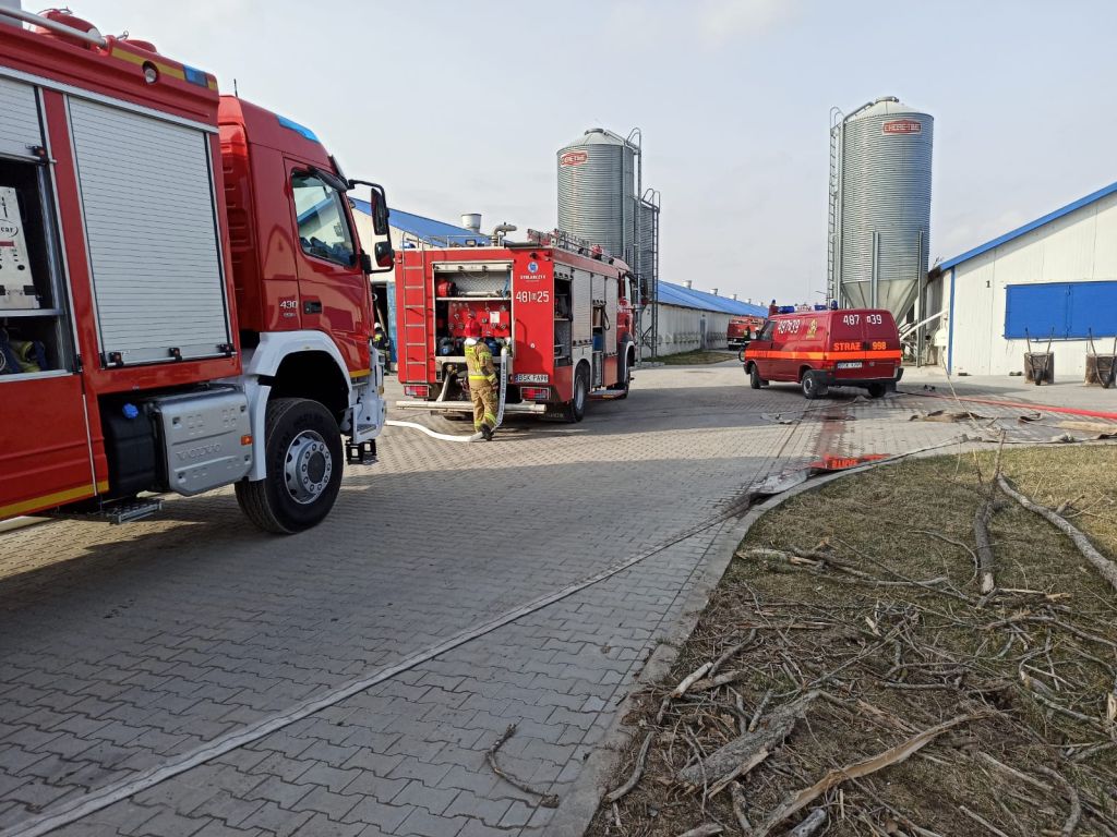 pożar kurnika, Przystawka, kurczęta, hodowla drobiu