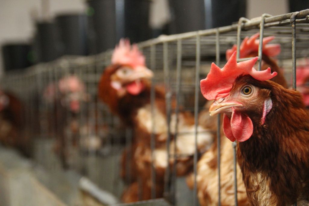 HPAI, grypa ptaków, KIPDiP, ognisko HPAI, przypadek HPAI, dzikie ptactwo,drób, brojlery, indyki, kaczki, H5N8