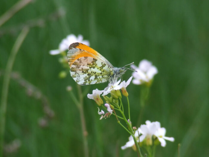 trawa, motyl, łąka