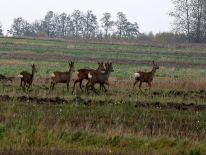 obwody łowieckie, koła łowieckie, szkody łowieckie, Izba Rolnicza w Opolu