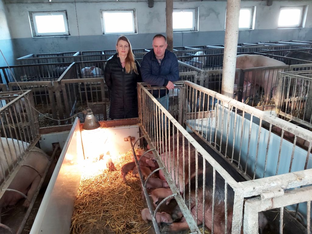 hodowla trzody chlewnej, duroc, pbz, Paulina Gołaś-Młynarska, produkcja tuczników,