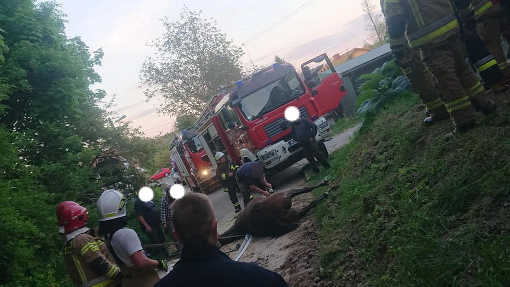 koń w kanale garażowym, Radecznica, powiat zamojski, lekarz weterynarii