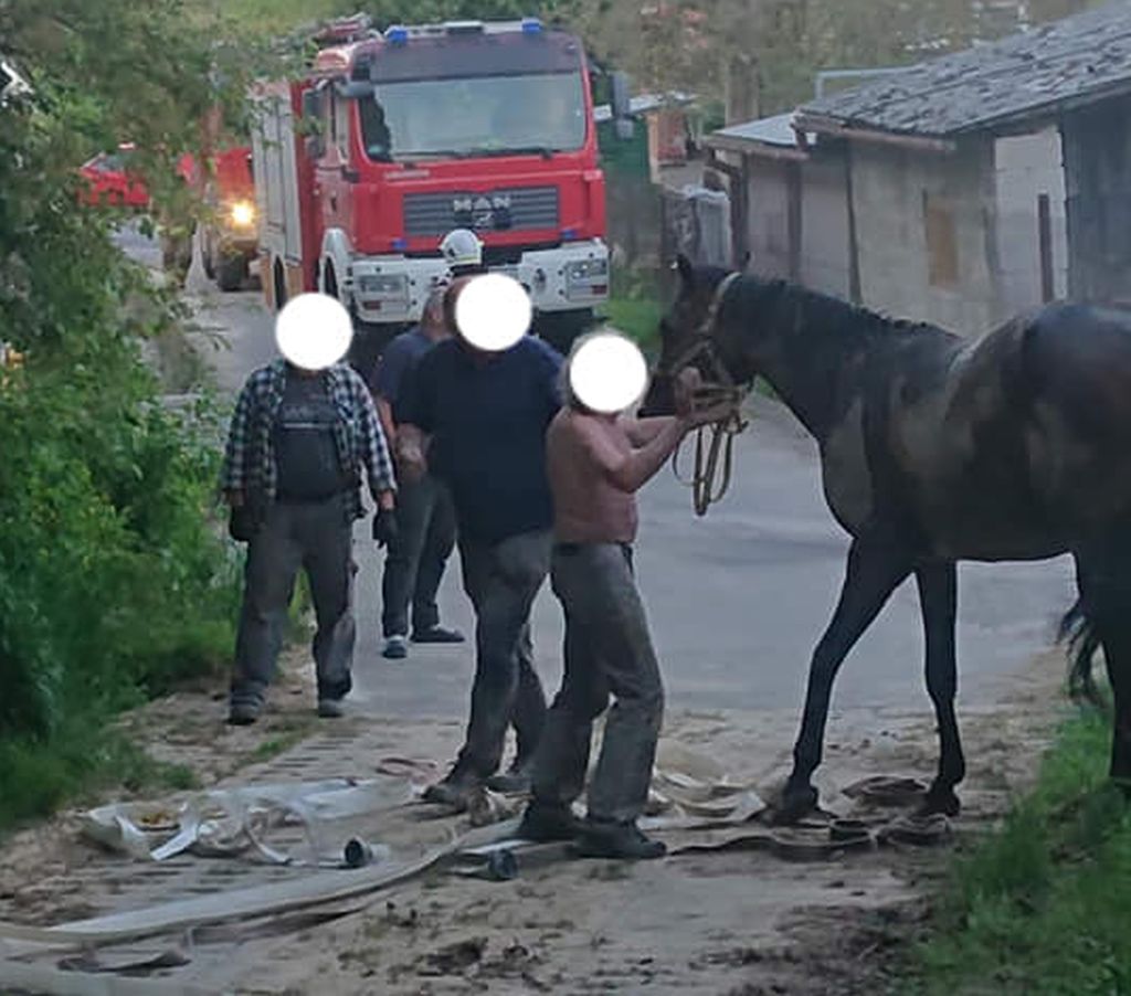 koń w kanale garażowym, Radecznica, powiat zamojski, lekarz weterynarii