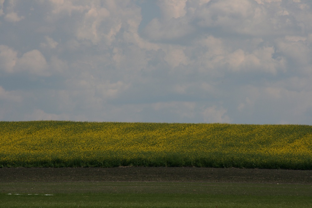 kowr, ziemia, dzierżawa