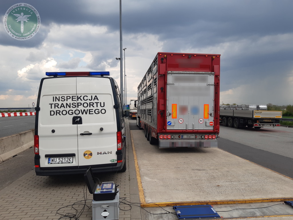 transport żywych zwierząt, trzoda chlewna, świnie, ITD