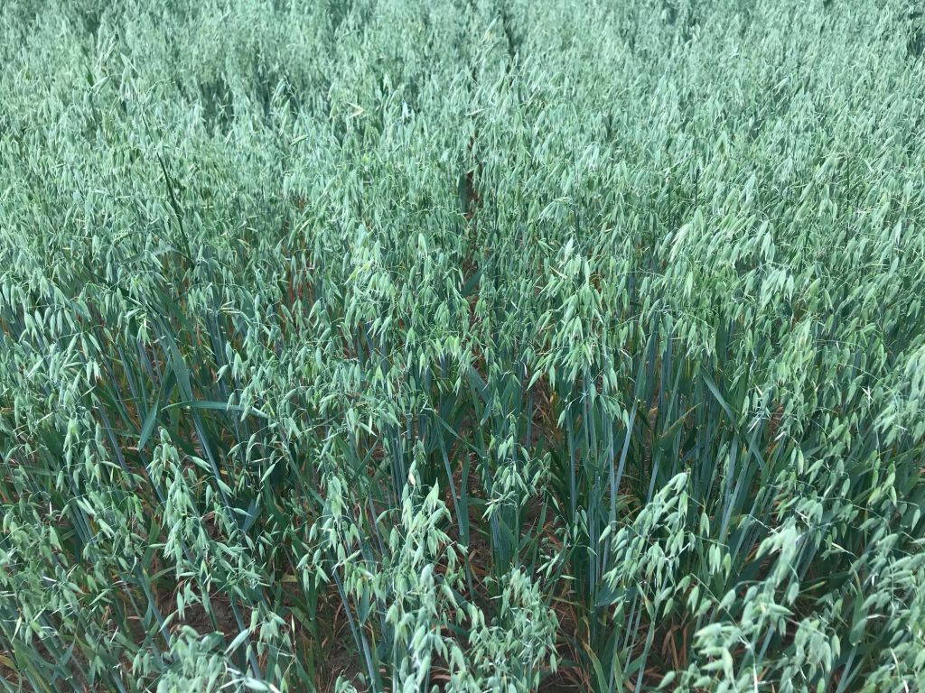 Danko, Syngenta, Szelejewo, rośliny bobowate, odmiany zbóż