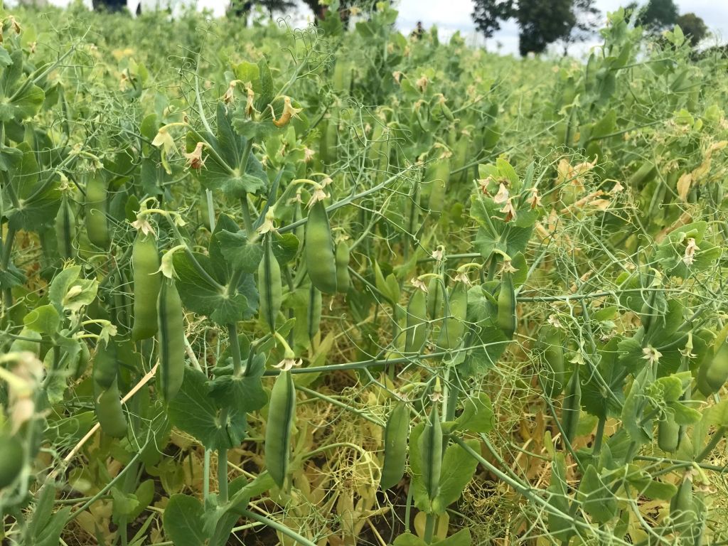 Danko, Syngenta, Szelejewo, rośliny bobowate, odmiany zbóż