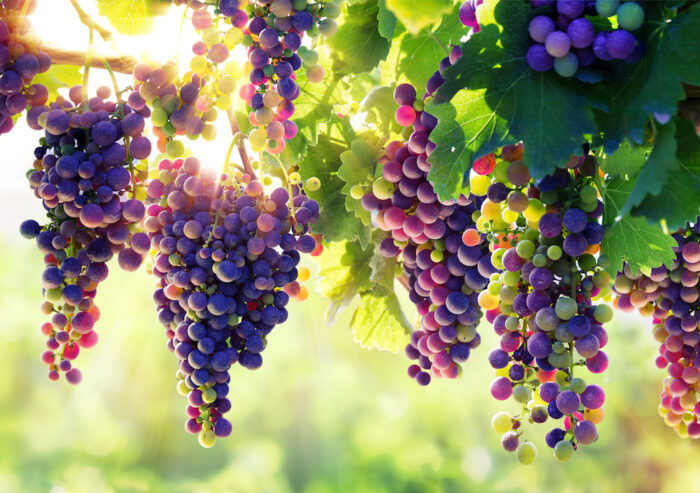 wino, winogrono, winnica