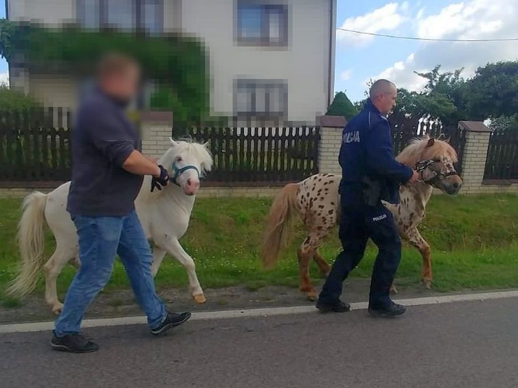 konie uciekły z gospodarstwa, kuce na drodze, Zakrzówek, powiat rypiński, Paweł Cieliczko
