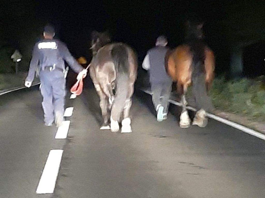 konie uciekły z gospodarstwa, kuce na drodze, Zakrzówek, powiat rypiński, Paweł Cieliczko
