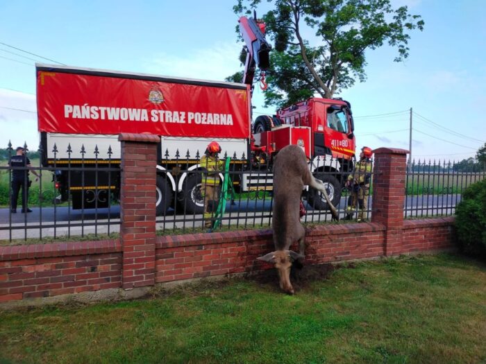 Łoś skonał na kościelnym ogrodzeniu, Braniewo, KP PSP Braniewo