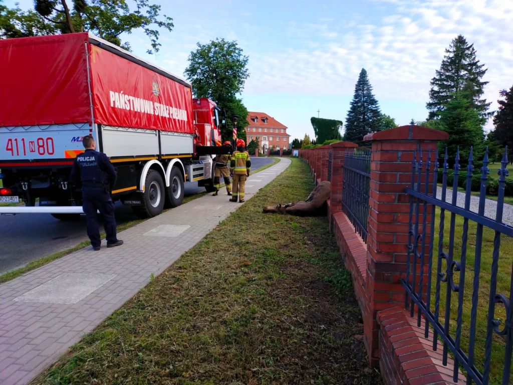 Łoś skonał na kościelnym ogrodzeniu, Braniewo, KP PSP Braniewo