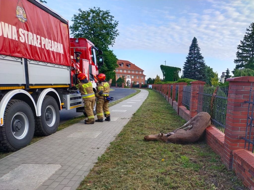 Łoś skonał na kościelnym ogrodzeniu, Braniewo, KP PSP Braniewo
