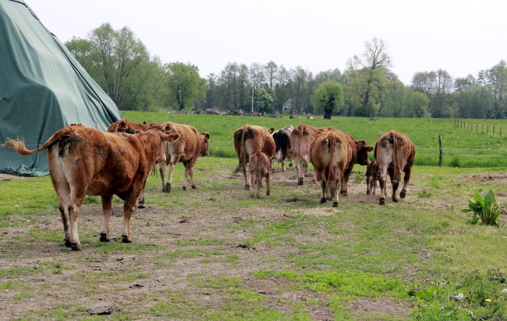 produkcja odsadków, bydło limousine, hodowla, bydło mięsne, pastwisko, obora, materiał hodowlany,
