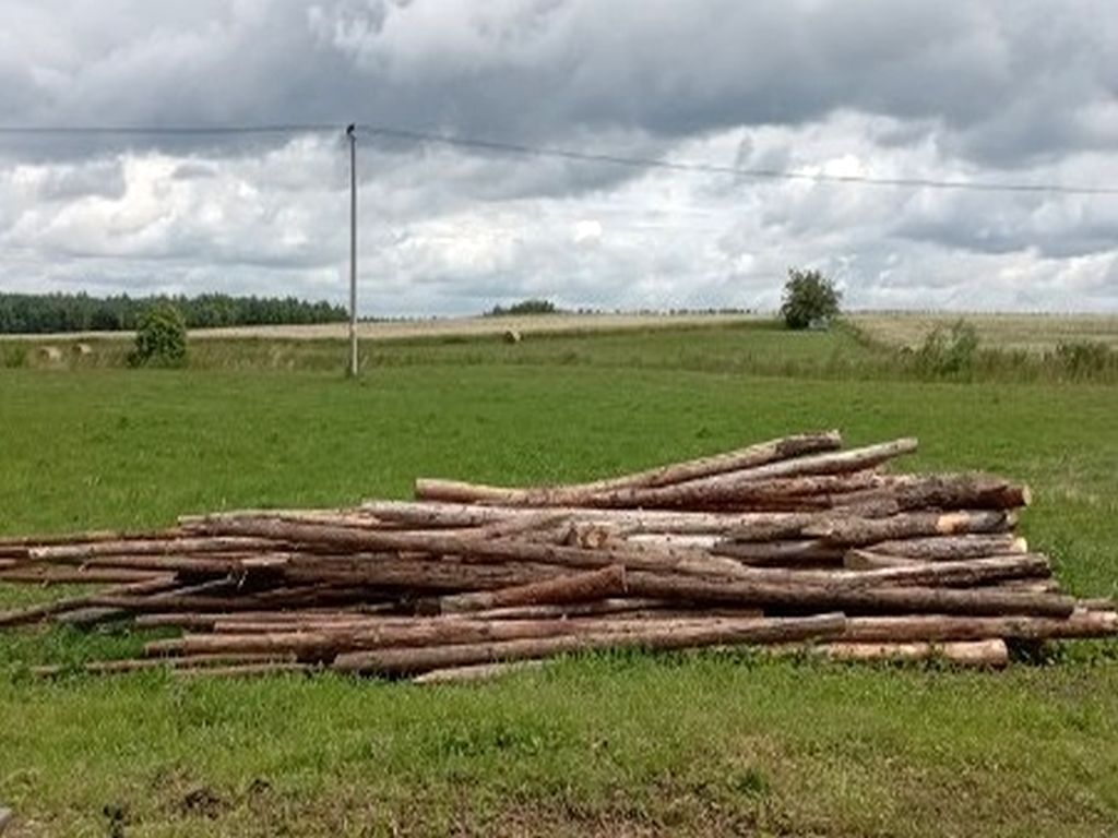 kradzież drewna, bitwa pod Grunwaldem, gmina Grunwald , powiat ostródzki