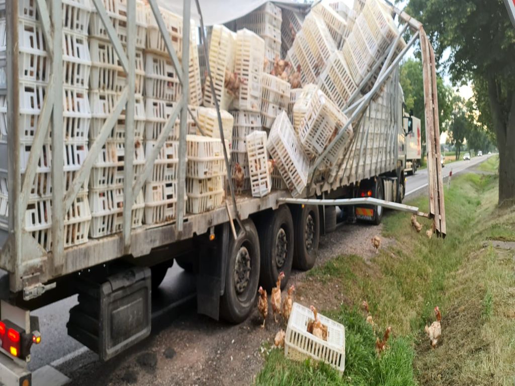 transport drobiu, kury na drodze, Świerczynek, powiat płocki, Marta Lewandowska