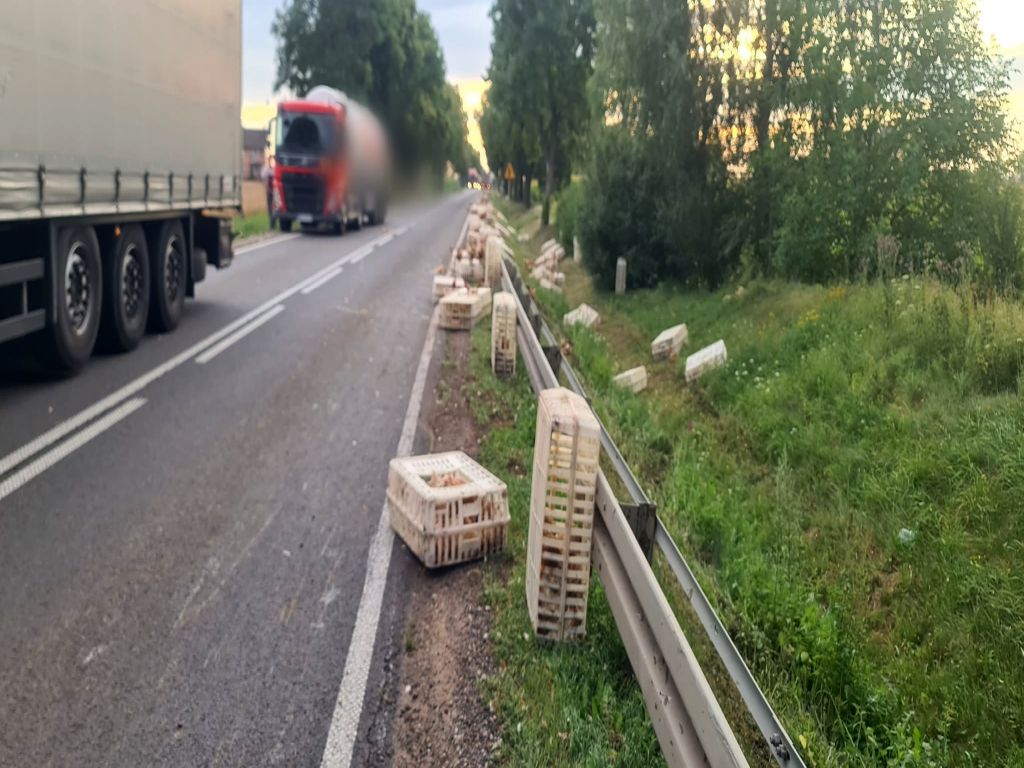 transport drobiu, kury na drodze, Świerczynek, powiat płocki, Marta Lewandowska