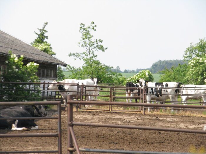 bydło, gospodarstwo, hodowcy