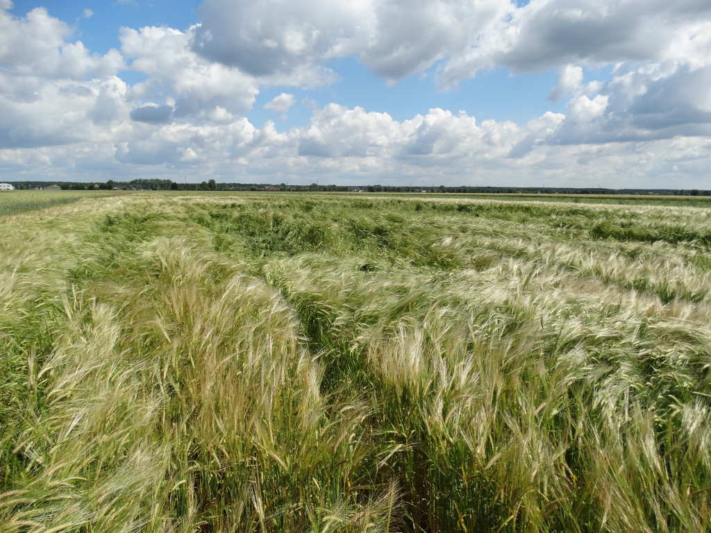 jęczmień jary, plantacja