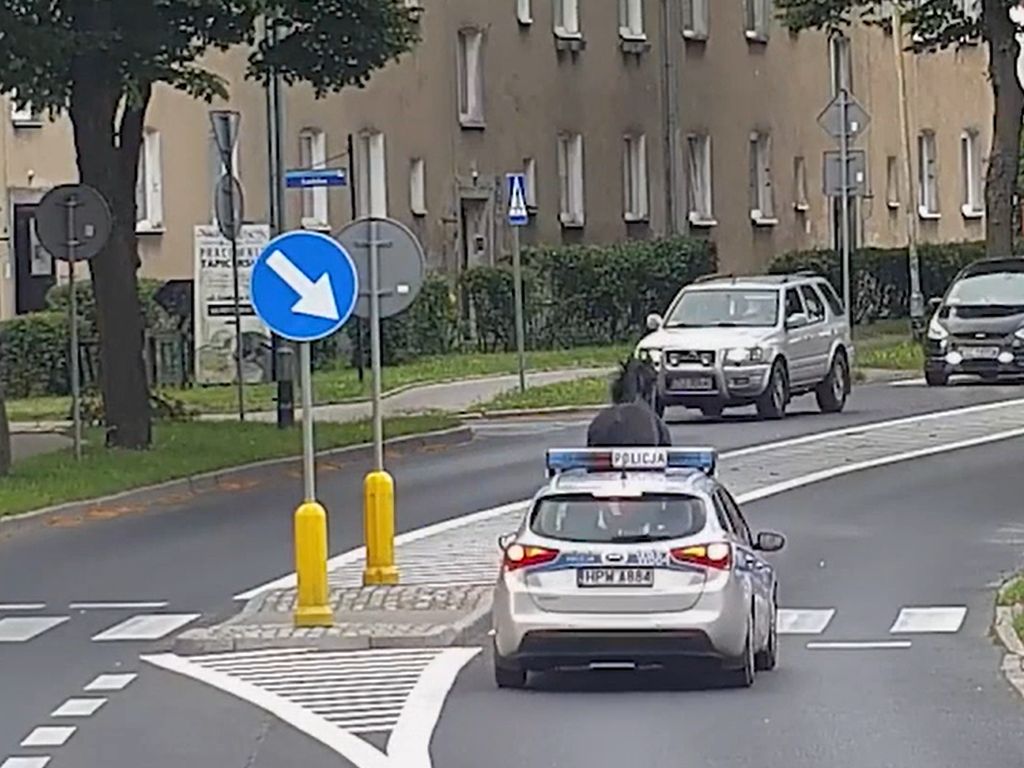koń na ulicach miastach, Szczecinek, Anna Matys, KPP Szczecinek