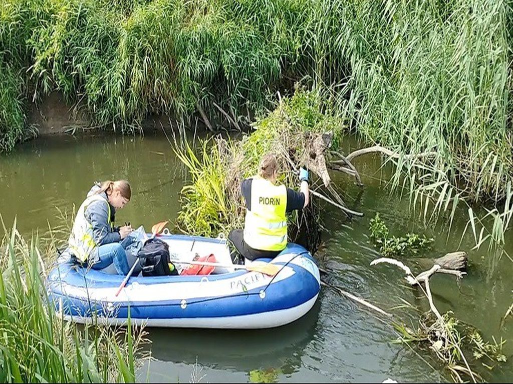 bakteria Ralstonia solanacearum, Widawa, Wilczyce, gmina Długołęka, WIORiN Wrocław