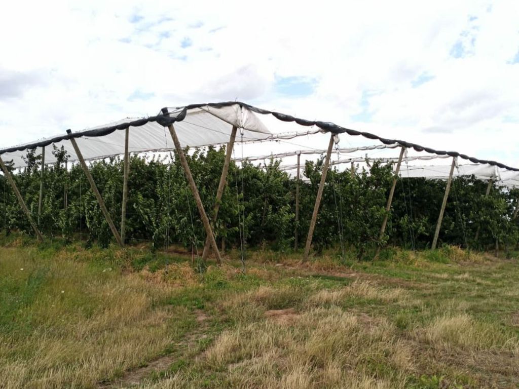 złodzieje owoców, kradzież w sadzie, Wodąca, Monika Karasińska
